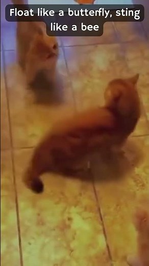 🥊🐱 'Kitty Knockout: When Cat Mimics the Boxing Champ!' 🤼‍♂️🐾