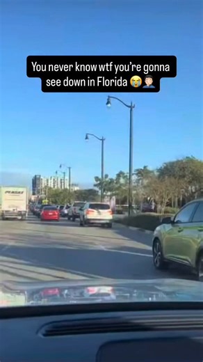 Hitchhiking Florida Style 🦎