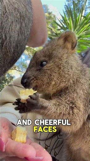 The Happiest Animal on Earth! 😍 Meet the Adorable Quokka 🦘 #quokka #shorts