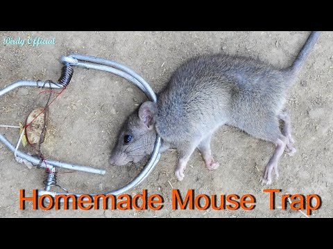 How To Make A Mouse Trap | Best Homemade Mouse/Rat trap