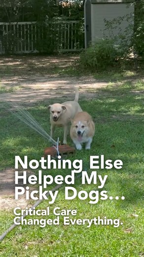 ✨ 𝗥𝗲𝗮𝗹 𝗠𝗼𝗺𝗺𝗮 𝗥𝗲𝘃𝗶𝗲𝘄: 𝗪𝗵𝗲𝗻 𝗣𝗶𝗰𝗸𝘆 𝗗𝗼𝗴𝘀 𝗙𝗶𝗻𝗮𝗹𝗹𝘆 𝗦𝗲𝗲 𝗥𝗲𝘀𝘂𝗹𝘁𝘀 ✨ “My picky dogs are seeing results! I’ve been using your products for 6 months… and I’m picky about anything that promises results. Both of my pups struggle with arthritis, sensitive stomachs, and allergies — and nothing ever worked long-term. But since starting the Critical Care Bundle, I’ve seen: 🟢 More energy 🟢 Better joint flexibility 🟢 Healthier poops 🟢 70% less itching 🟢 90% fewer be