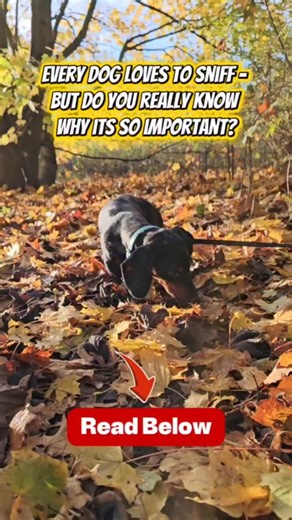 Every dog loves to sniff — but have you ever stopped to think about why? 👃🐾 Sniffing isn’t just a fun hobby for your dog — it’s essential. It’s how they make sense of the world. Every blade of grass, every lamppost, every breeze carries a story written in scent. When we allow our dogs to use their nose freely, we’re doing far more than just letting them “potter about” — we’re giving them one of the most powerful outlets for their natural instincts and emotions. Here’s why sniffing is so import