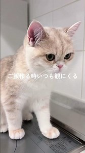 ご飯を作り始めると必ず来る子猫🥹🍳🐱 #猫あるある #猫飼い初心者 #猫のいる暮らし #shorts