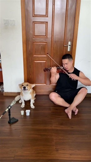 The dog is singing more and more deliciously #Dog Singing #Dog Loves Singing #Corgi