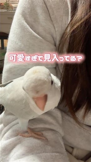 [Experiment] How parakeets react when they see themselves on the front camera #parakeet #life wit...