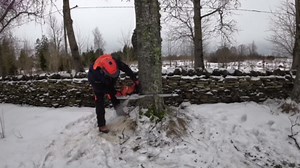 Cutting Down an Old Tree with Expert Techniques in Extreme Weather