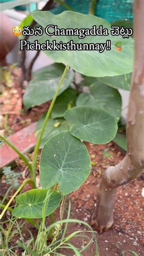 🤦‍♀️🌱మర్చిపోయిన Chamagadda Entha Manchiga perigindho!!😱