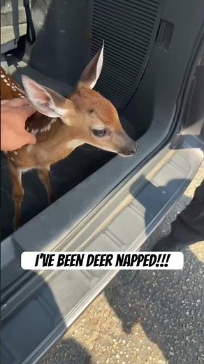 Bambi has been deer napped! #bambi #deer #deernapped #animalover #funnyanimals
