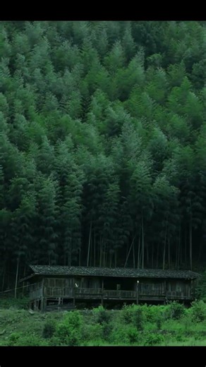 Peaceful Bamboo Forest 🎋 Nature’s Natural Calm