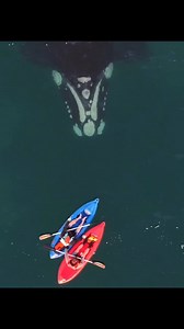 793K views · 10K reactions | They know each others Ink Fusion | Art empire | Facebook