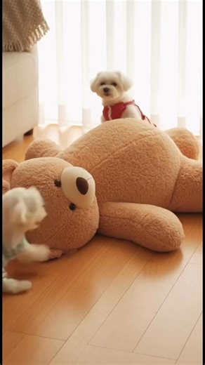 @snowycoco.adventures on Instagram: "One big plush bear on the floor. Two white Maltese in cute clothes. Snowy chooses the calm life — she leans back on the bear’s belly, sitting still and cozy. Coco chooses chaos — he jumps on the bear, paws and rolls over it until the whole thing is wobbling. In the end Coco is sprawled on top, Snowy is sitting neatly at the side, and the bear is… tired. 😅 Which one are you with the bear? 🩵 Snowy (soft backrest buddy) 💛 Coco (wild bear wrestler) #SnowyAndCo