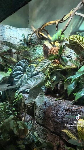 Such a stunning enclosure for these Emerald Tree Boas and Dart Frogs 🌿