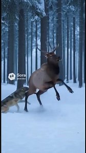 Wolf Pack vs Elk – Relentless Winter Hunt | 늑대 무리 vs 엘크 설원 추격전 | オオカミの群れ vs エルク 雪原のハンティング