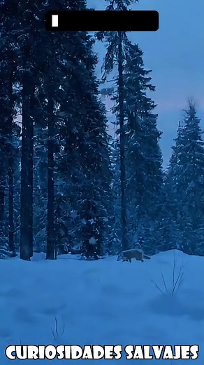 Lobo mata perros sin razón aparente #fblifestyle #reelsviralシfb #animals #animalfacts #facebookviral | Curiosidades Salvajes