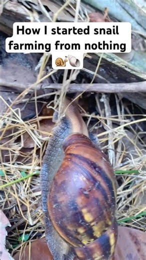 SNAIL FARMING for beginners 🐌🐚 #shorts