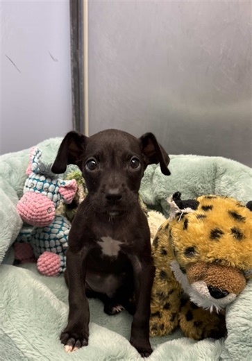 Update: Safe with @Up Pup and Away Inc Rescue & a local foster 🥲 I’m so happy this baby is getting a ticket out of Houston and can enjoy the good Colorado weather and mountains! Will post a freedom photo on my story once the foster picks him up! — Poor Andrew 😔 I don’t usually focus much on puppies, there are so many adult dogs in danger who desperately need help, but seeing Andrew sitting by the door completely alone broke my heart. He’s only 8 weeks old. At an age where he should be curled u