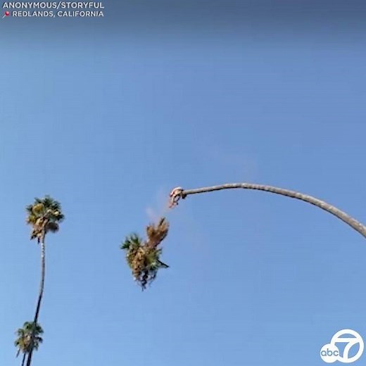 WHOA! A Redlands tree trimmer is seen in this viral video holding on for dear life as a palm tree takes him for a wild ride. 😱 🌴 https://abc7.la/2SwH0Lb | ABC7