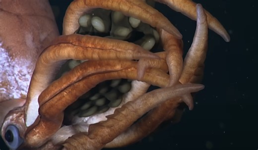 Creature With Giant Eggs Filmed Thousands Of Feet Undersea