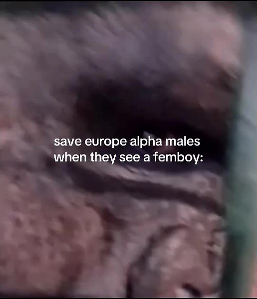 forest fun (@.forestfun)’s videos with original sound - mistifulplays