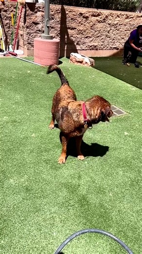 Aurora is the Roman goddess of the dawn ☀️She flies across the sky in a chariot to announce the coming of the sun, scattering dewdrops and flowers in her wake 🌸🪻🌼 Watching our girl, Aurora, take her walks in the sunshine, chase the water droplets from the hose, and generally bring beautiful warmth to all she meets tells us her name fits her perfectly. This bright, gorgeous, wonderful dog is coming up on a year in the shelter. A year!!! We need help finding this babe a home. This 7-year-old be