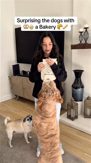 Surprising the dogs with a Bakery! 🥹
