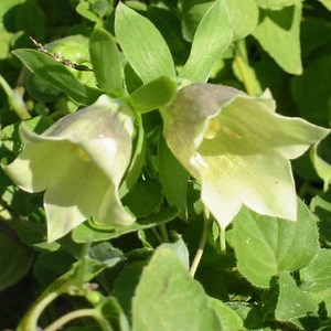 Codonopsis pilosula - Alchetron, The Free Social Encyclopedia