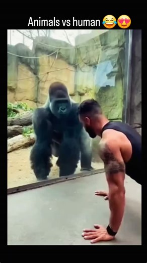 memelogist on Instagram: "The instagram reel viral video from December 2025 showing a muscular man performing push-ups outside a gorilla enclosure, with the gorilla mirroring his movements in a humorous display of mimicry. This clip highlights gorillas' observational learning abilities, supported by primate studies like those from the Ape Initiative, where silverbacks imitate human gestures to engage or assert dominance. Shared by @ManiaiK45505 on December 29, 2025, with zero engagement so far, 