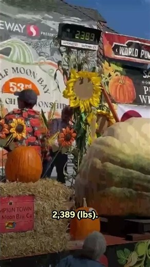 Giant pumpkins battle for heavyweight glory in California