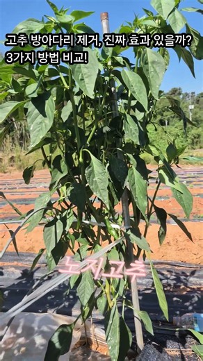 Does Removing Pepper Plant "King" Buds Actually Work? Comparing 3 Methods!
