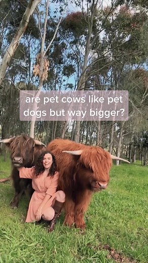 Pet Highland Cow Ownership: Tips and Tricks for Caring For Your Highland Cow