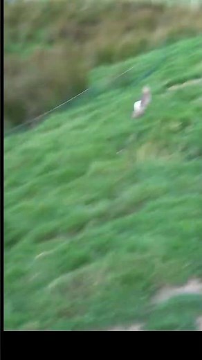 "Rabbit Caught in a Net! 🐇💥 | Incredible Hunt Clip"