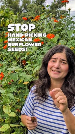 The best way to save Mexican Sunflower Seeds #garden #savingseeds #flowerseeds