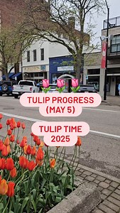 1.3K reactions · 59 comments | TULIP PROGRESS May 5 The tulips are...