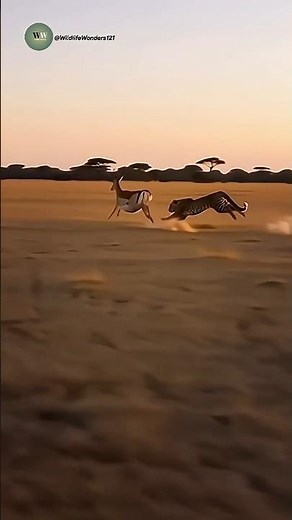 Leopard vs Deer: The Most Intense Ambush Ever Filmed