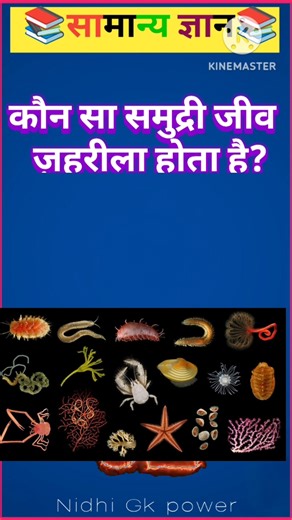 How dangerous is the blue-ringed octopus? 😱 GK Quiz ##gk#quiz#facts#ocean#shorts #nidhigkpower