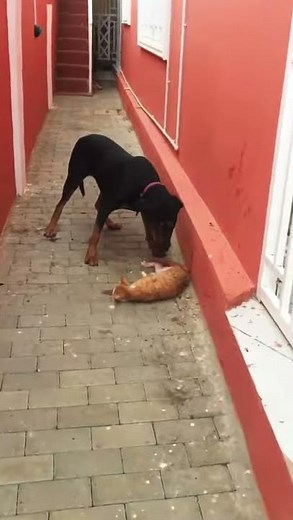 Ruthless dog destroying a cat