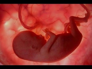 Desenvolvimento do bebê - 24 semanas de gestação