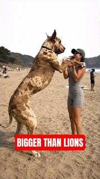 These 5 Giant Dogs Are Bigger Than Lions #dogs #largebreeds #shorts