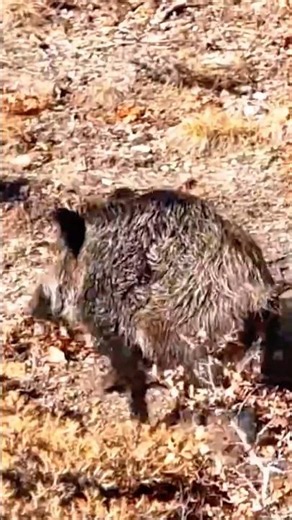 The Wild Boar Waited for the Perfect Escape. #hunting #boar #hunters #wildlife #animals#wildboarlife
