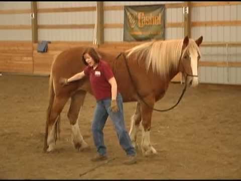 Five Fundamentals of Horse Training Part 1 of 2 with Holistic Horse Trainer Missy Wryn