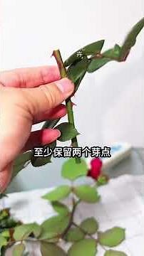 教你一个万能扦插法，这样扦插成活率高、插啥都能活！#扦插 #月季扦插 #园艺蛭石