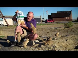 Prairie Dogs ATTACK in Wyoming
