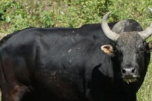 Bảo tồn đàn bò tót lai 'độc nhất vô nhị' ở Việt Nam