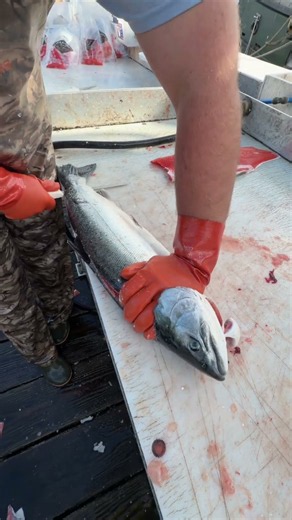 Fastest Salmon fillet ever! Cut with 7in sofgrip flexible fillet!