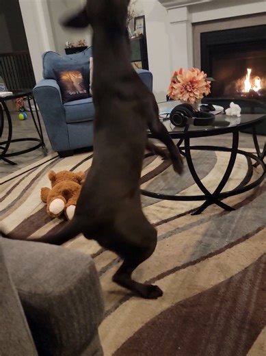Maggi dancing feet! All the passion, footwork, and energy! #chocolatelabrador #labradorretriever #chocolatelab