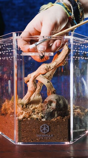 9.2K views · 2.2K reactions | The Tarantula Collective on Reels | Facebook