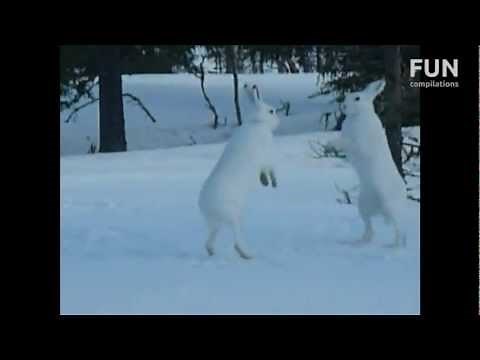 Wild Rabbits Fighting
