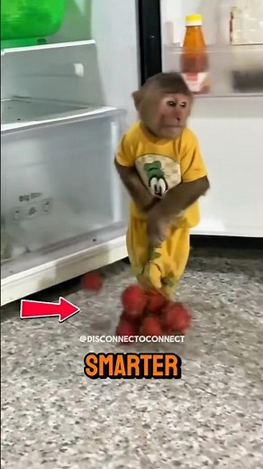Monkeys Secretly Study Everything 🐒