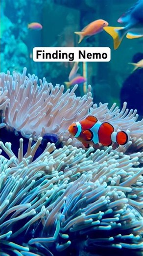 Real-Life Finding Nemo! 🐠 Clownfish #usa #clownfish #findingnemo #sea #aquarium #us #fish #fishing