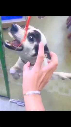 38 reactions · 11 shares | Empty vessel藍藍 #viralmemes #funny #goviral #viralreels #gameshow | SAMMY MEDIA | Facebook